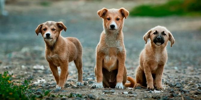 Strassenhunde aus dem Tierschutz