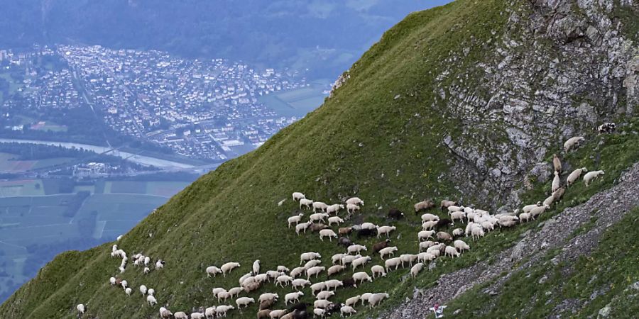 Die Schafherde auf dem Weg zu den Weiden im Fläschertal.