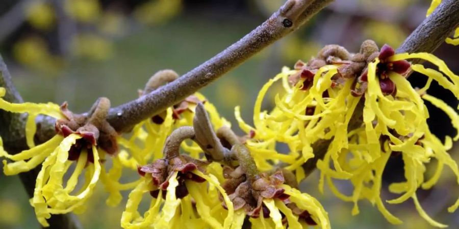 Die Blüten einer chinesischen Zaubernuss hängen an den Zweigen der exotischen Pflanze in einem Garten. Foto: Holger Hollemann/dpa