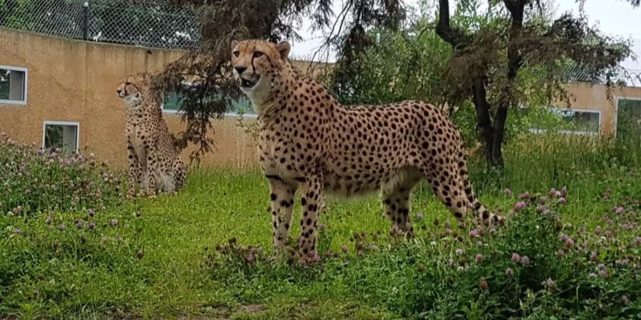 Gepard Kinderzoo