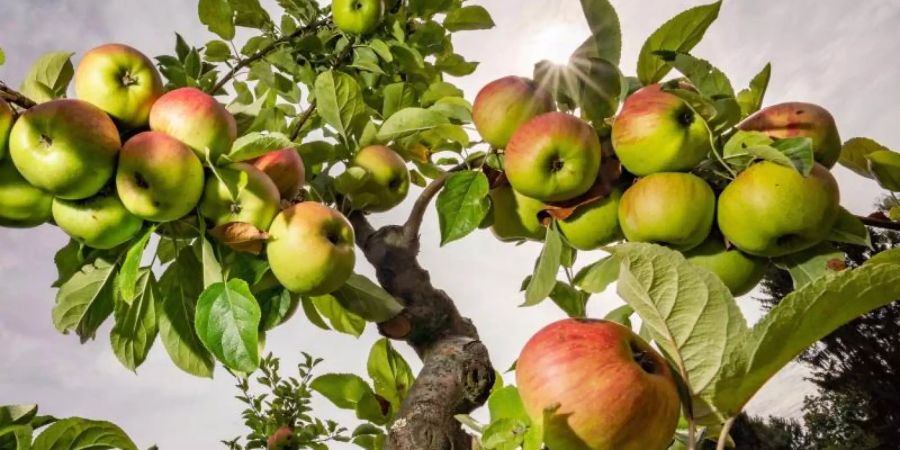 Agrarexperten rechnen in diesem Jahr mit einer geringeren Apfelernte. Die Preise dürften zwischen 1,45 Euro bis 2 Euro pro Kilo liegen. Foto: Frank Rumpenhorst