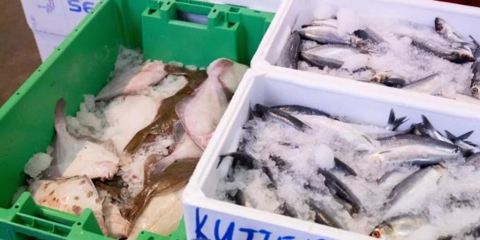 Frischer Hering (r) und Scholle sind bei einem Grosshändler im Fischmarkt Hamburg-Altona im Angebot. hering scholle