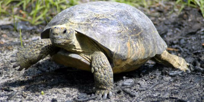 Die Gopher-Schildkröte steht unter Naturschutz. Gopher-Schildkröte