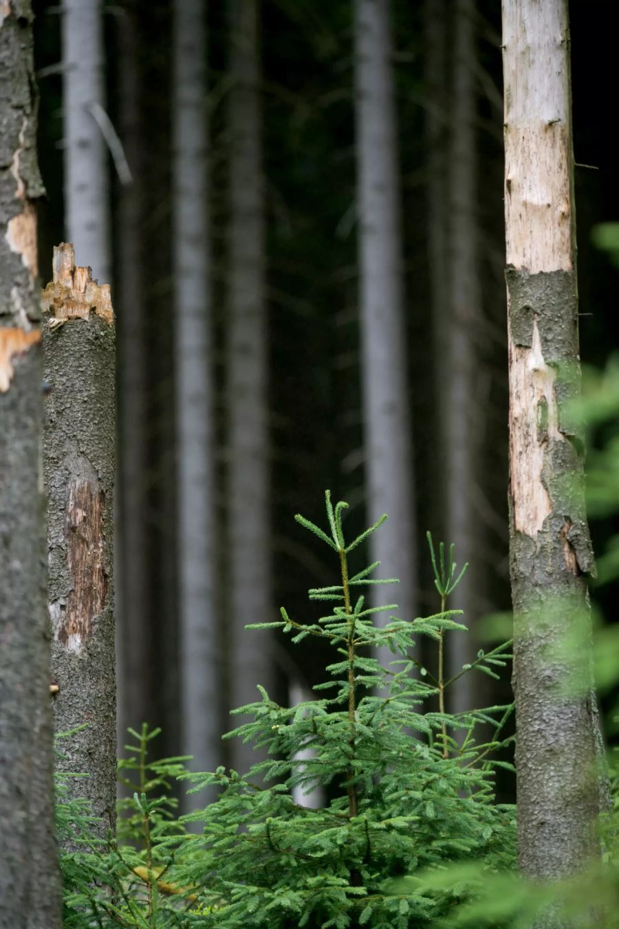 Studie: Bäume können das Klima retten