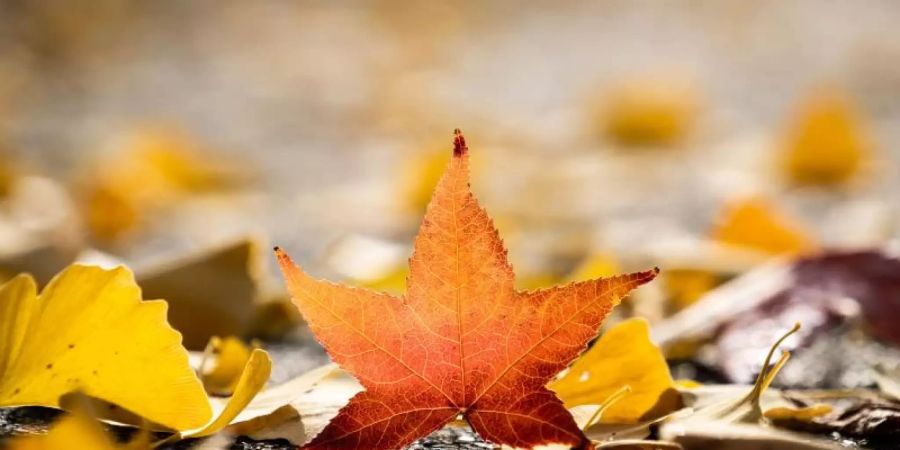 Ein orange gefärbtes Blatt auf einem Gehweg in Frankfurt. Am 1. September ist der meteorologische Herbstanfang. Foto: Frank Rumpenhorst