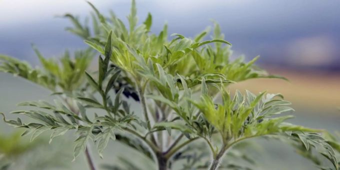 Kontrolle von Ambrosia-Pflanzen und Feuerbrand in Waltenschwil. Kontrolle von Ambrosia-Pflanzen und Feuerbrand in Waltenschwil.