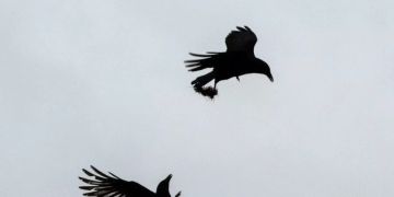 krähen