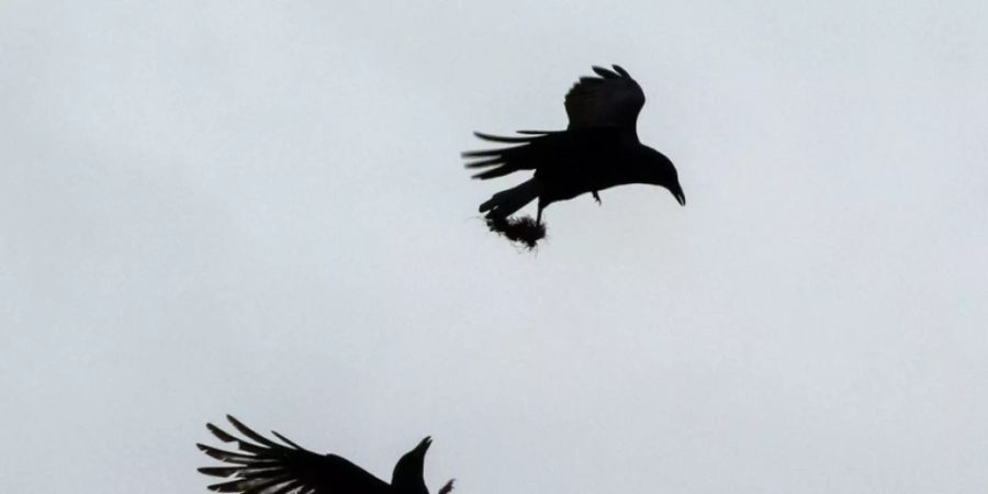 krähen