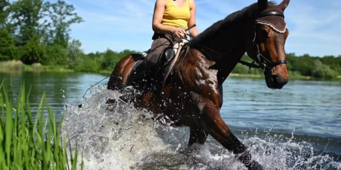 Ein Pferd und Reiterin suchen eine kurze Abkühlung in einem See bei Freiburg. Foto: Patrick Seeger Ein Pferd und Reiterin suchen eine kurze Abkühlung in einem See bei Freiburg. Foto: Patrick Seeger