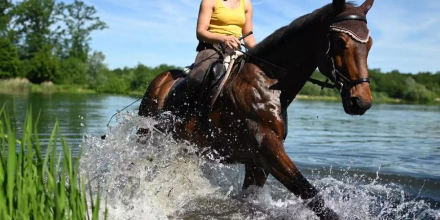 Ein Pferd und Reiterin suchen eine kurze Abkühlung in einem See bei Freiburg. Foto: Patrick Seeger