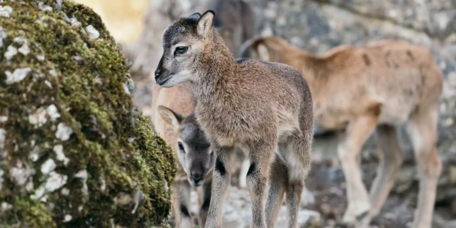 Zicklein erkunden ihr Gehege im Tierpark Goldau.