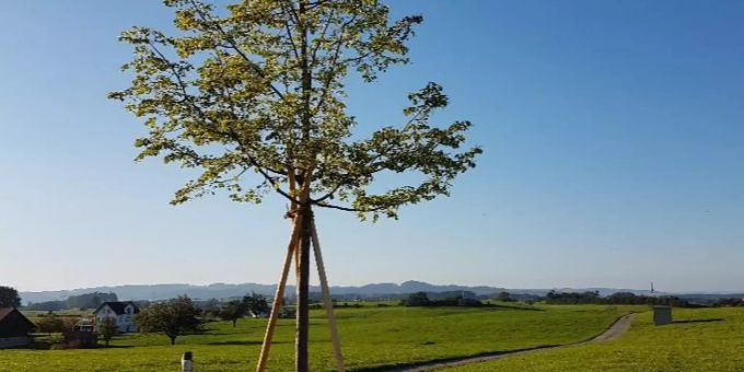 Gemeinderat hat beim Sidenberg einen Baum gepflanzt. Gemeinderat hat beim Sidenberg einen Baum gepflanzt