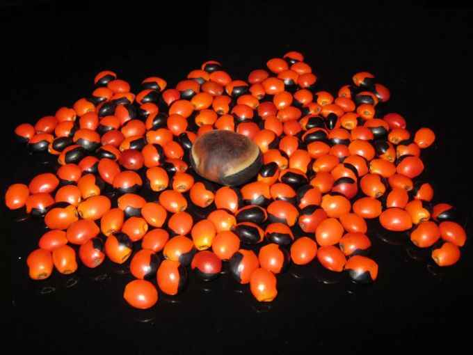 Das Koffein stammt aus der Guarana-Pflanze. Guarana Rot schwarz