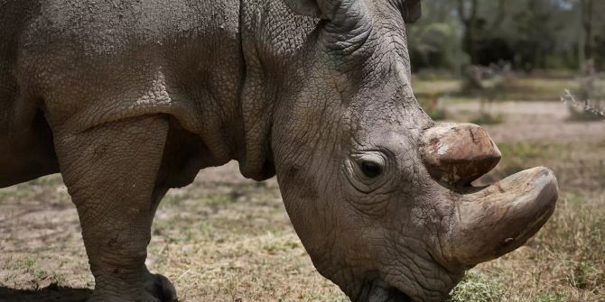 Nashörner Breitmaulnashorn