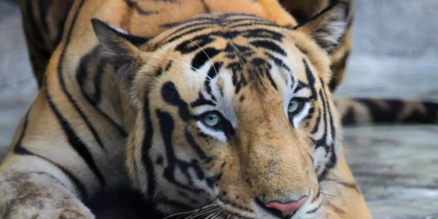 Ein Königstiger ruht in seinem Gehege in einem Zoo in Kolkata. Die Tigerpopulation Indiens ist auf fast 3000 gestiegen. Foto: Bikas Das/AP