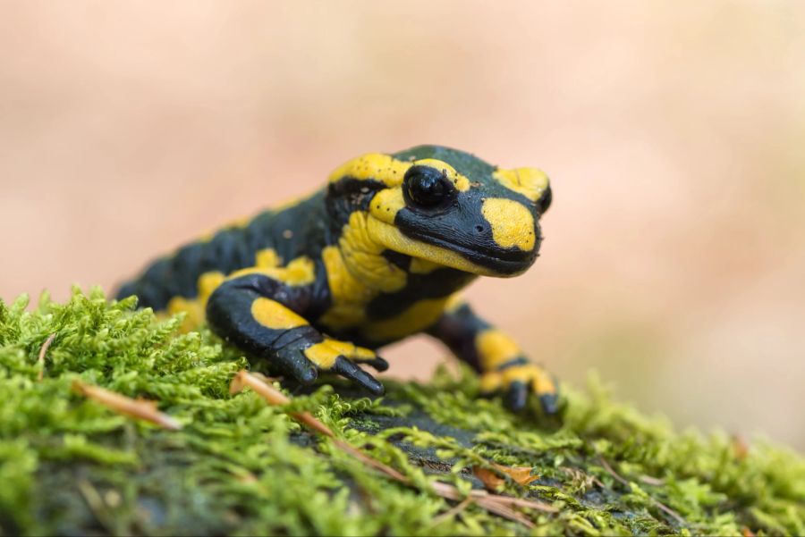 Salamander