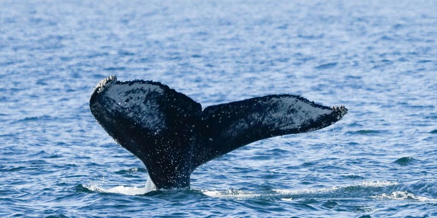 Ein junger Buckelwal ist kürzlich in der Nordsee entdeckt worden. Das ist durchaus ungewöhnlich.