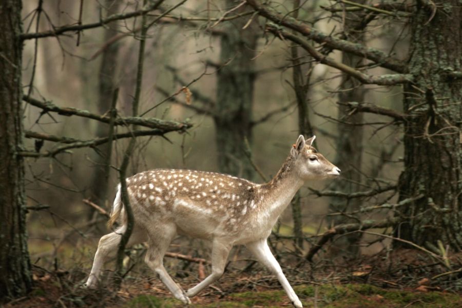 Im letzten Jahr ist die Zahl der von Hunden gerissenen Wildtiere spürbar zurückgegangen.