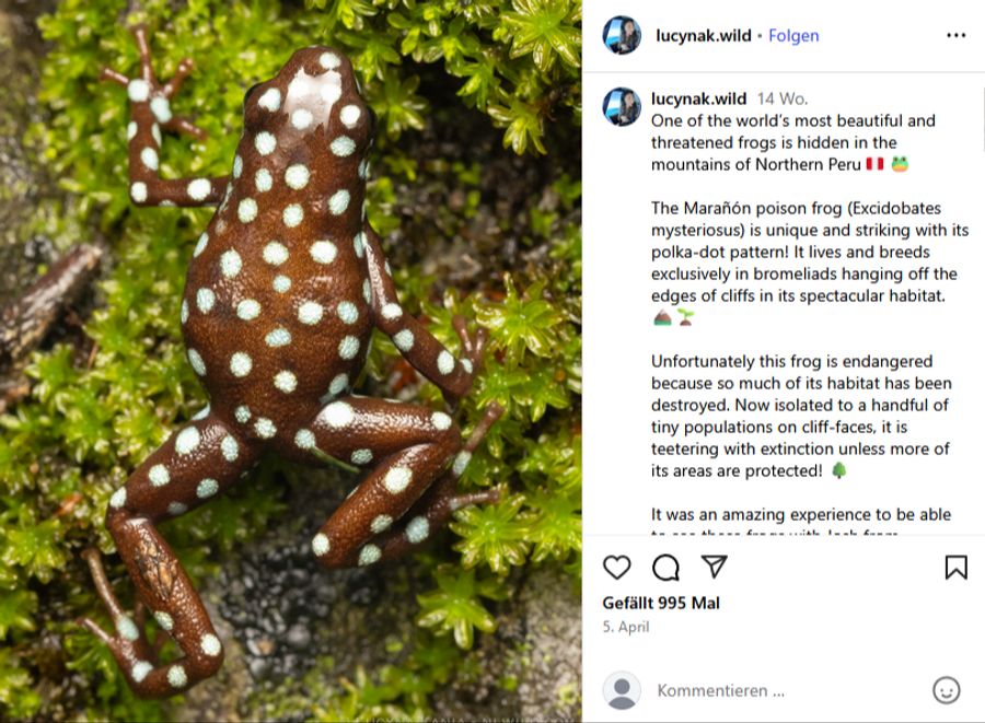 Die Berge im Norden Perus beherbergen auch bekannte, gefährdete Arten wie den Excidobates mysteriosus.