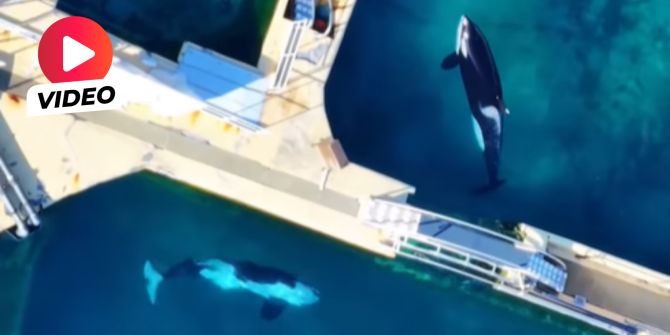 Orcas