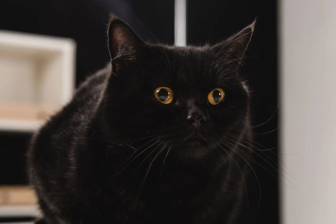 katze nachtaktiv