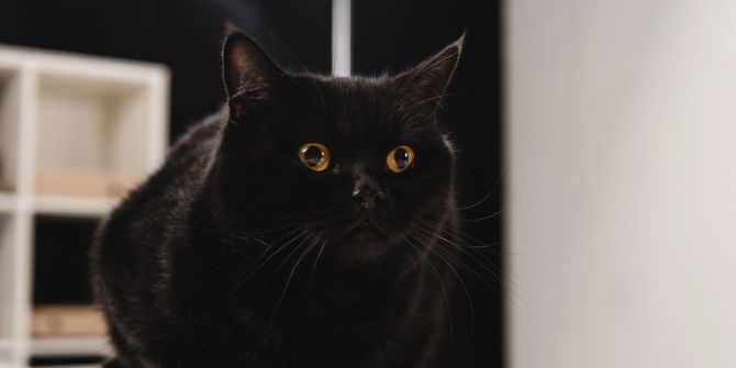 katze nachtaktiv