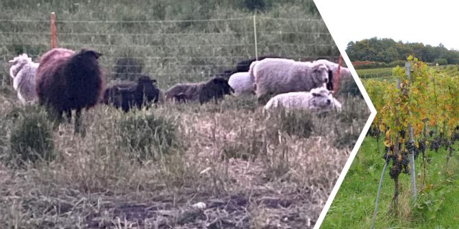 Zürcher Winzerin Tierdiebe