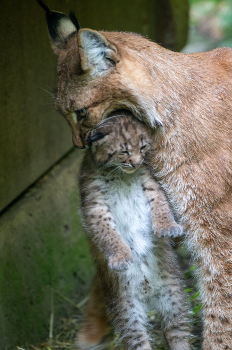 Mama Matra trägt eines der zwei Luchs-Babys.