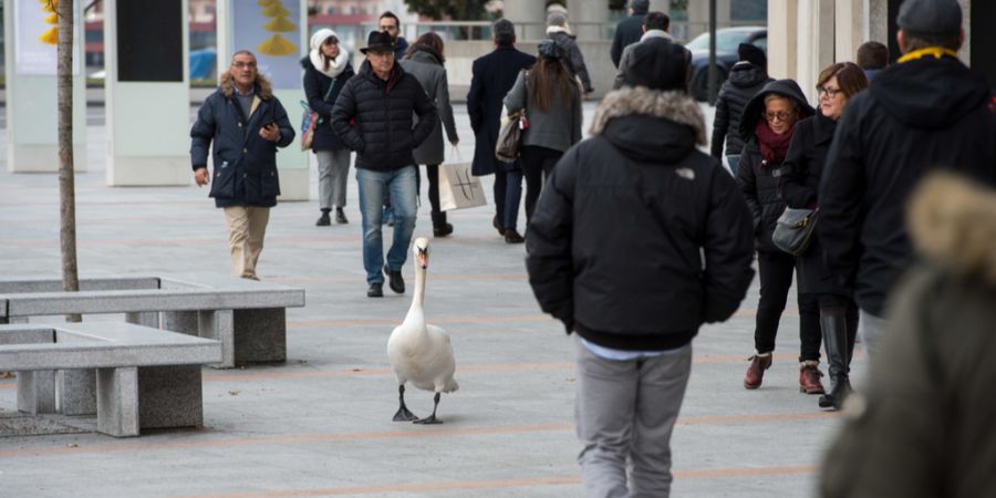 Lugano