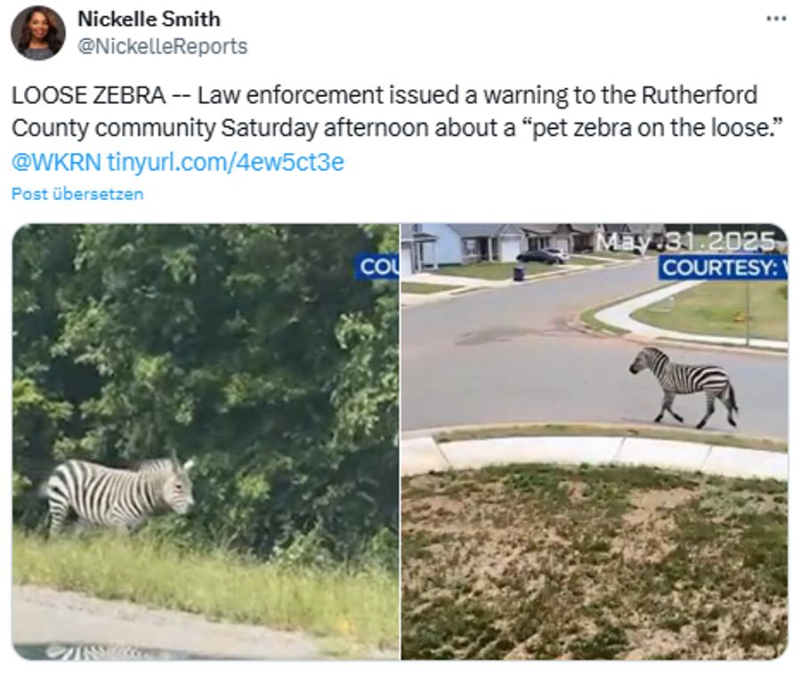 Zebra