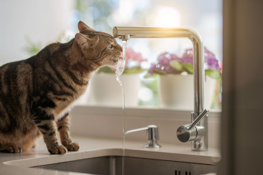 katze trinken trockenfutter nassfutter
