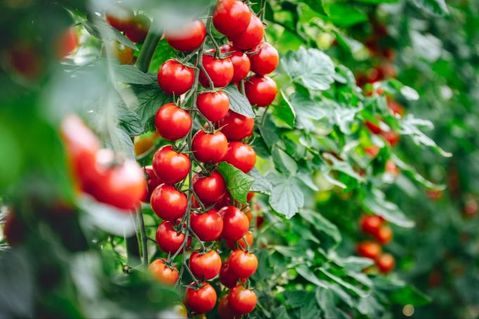 Tomatenstauden brauchen eine Stütze. So sind sie auch bei Wind und Sturm geschützt. Hauert