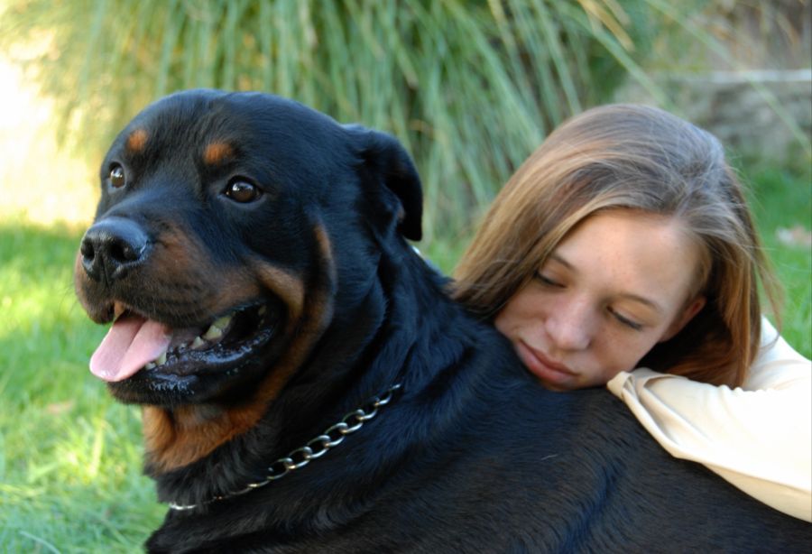 rottweile futter