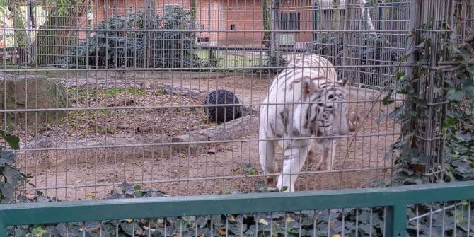 Tiger-Attacke