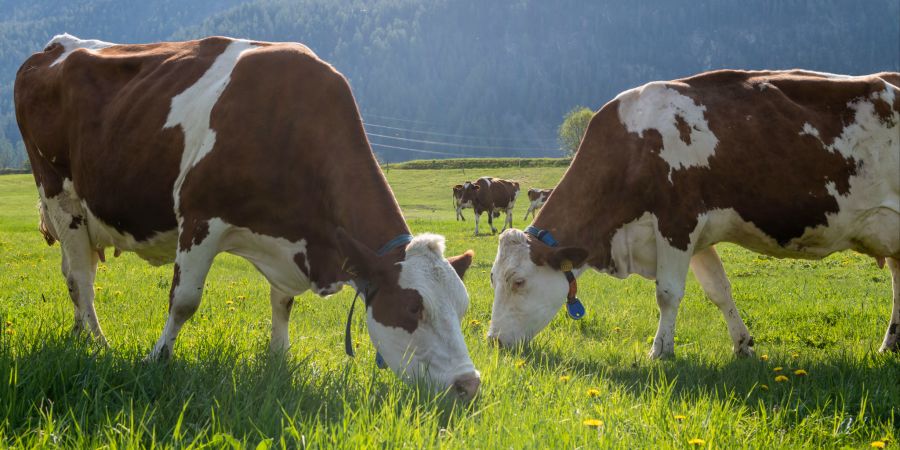 Milch Kühe