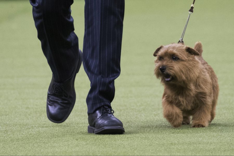 Beim Hund soll es sich um einen Norfolk Terrier gehandelt haben. (Symbolbild)