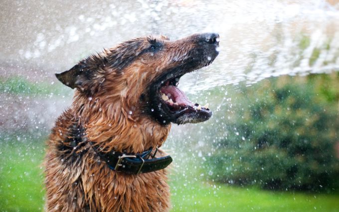 Hunde sollten nur selten gebadet oder gewaschen werden, da es ihre natürliche Hautbarriere schädigen kann. hund stinkt