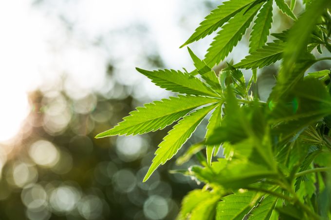 Der Schmuggel von Cannabis hat in Österreich zugenommen. cannabis