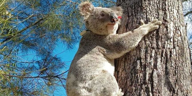 Koalas