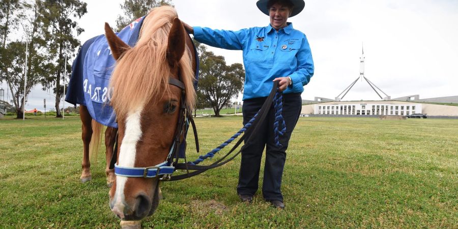 Die Zahl der «Brumbies» soll drastisch reduziert werden. (Archivbild)