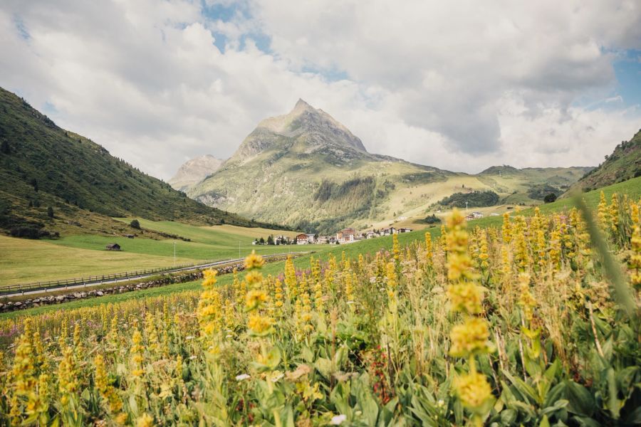 Enzian Feld Tirol