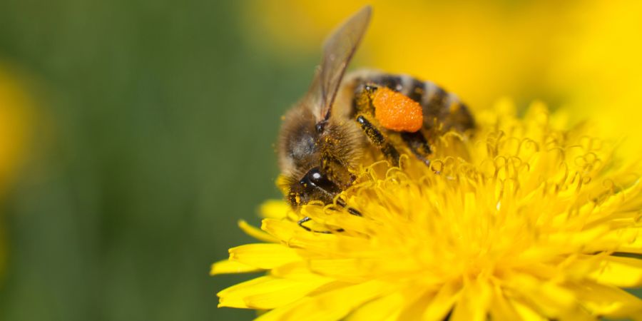 Biene auf Blume