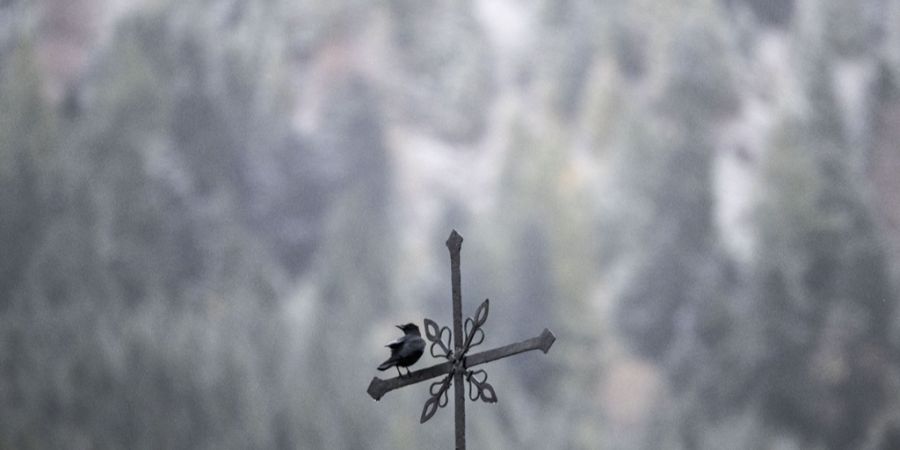 Wetterkreuz Vogel Wetter