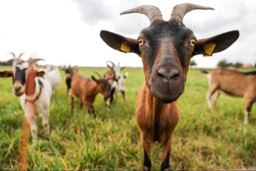 Trotz wiederholter Ausbrüche seiner Ziegen sicherte ein Bauer sein Gehege nicht. (Symbolbild)
