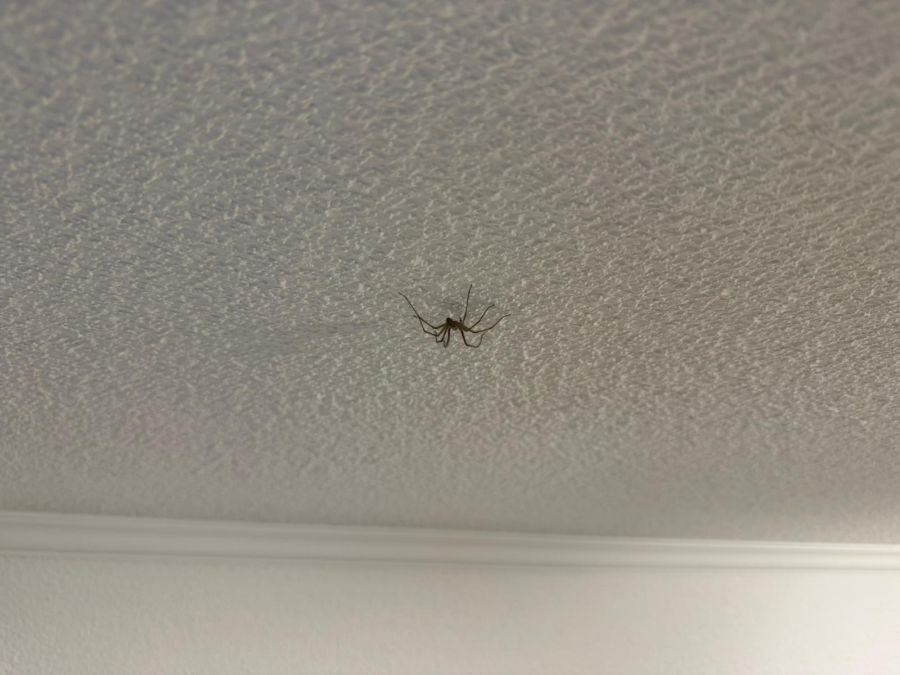 Spinne Wohnung Thun