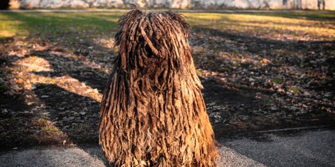 hässlichste hunderassen