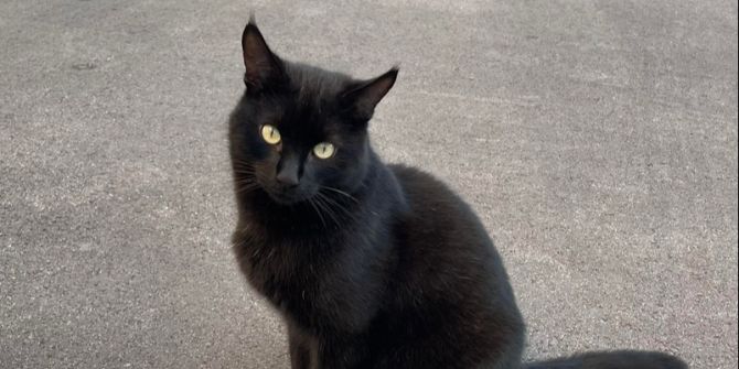 Kater Leo Meilen umgezogen