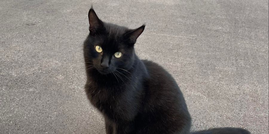 Kater Leo Meilen umgezogen