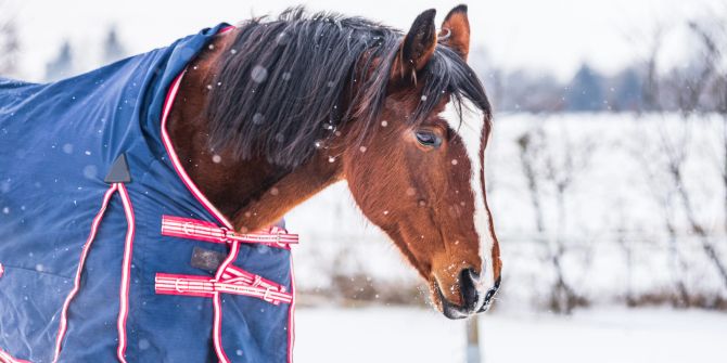Pferd winter gesund