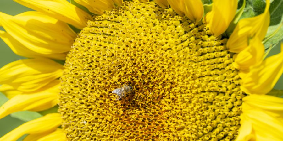 Die Allseeds Switzerland SA ist seit 28 Jahren in der Ukraine im Getreide- und Ölhandel tätig. (Symbolbild)